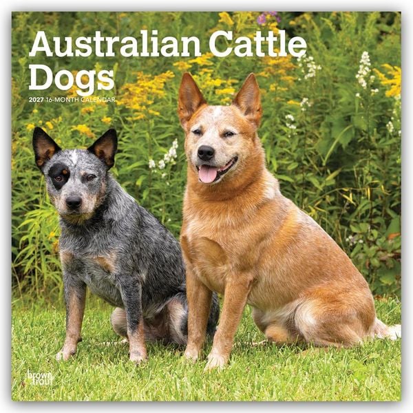 Produktbild: Australian Cattle Dogs 2027 &ndash; 16-Monatskalender