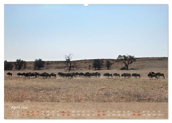 Produktbild: Kgalagadi - Fauna und Wildtiere in der Kalahari (hochwertiger Premium Wandkalender 2026 DIN A2 quer), Kunstdruck in Hochglanz
