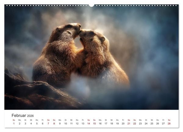 Produktbild: Alpenpl&uuml;sch - Mit Murmeltieren durchs Jahr (hochwertiger Premium Wandkalender 2026 DIN A2 quer), Kunstdruck in Hochglanz