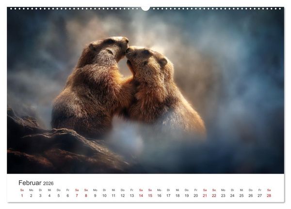 Produktbild: Alpenpl&uuml;sch - Mit Murmeltieren durchs Jahr (Wandkalender 2026 DIN A2 quer), CALVENDO Monatskalender