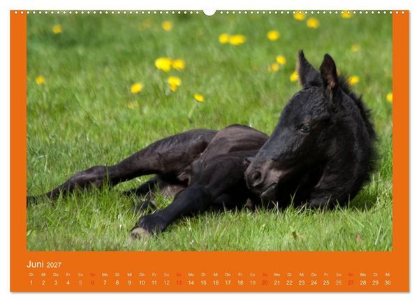 Produktbild: Tierkinder (Wandkalender 2027 DIN A2 quer), CALVENDO Monatskalender