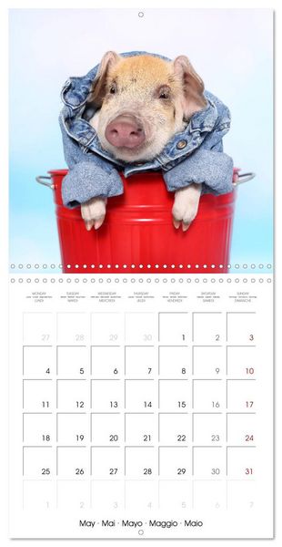 Produktbild: Sweet little piglets (Wall Calendar 2026 12 &times; 12 Inch) CALVENDO 12 Month Wall Calendar