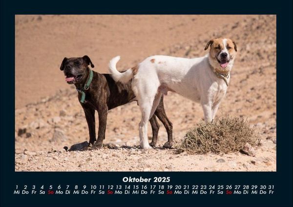 Produktbild: Hundezauber 2025 Fotokalender DIN A4