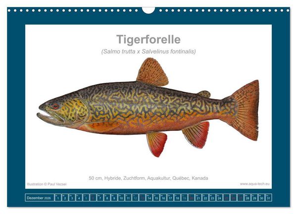 Produktbild: Fisch als Kunst 2026: Amerikanische Saiblinge (Wandkalender 2026 DIN A3 quer), CALVENDO Monatskalender