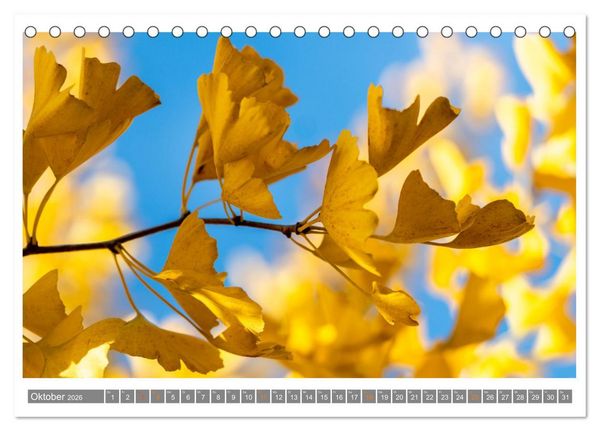 Produktbild: Mit Ginkgo biloba durch das Jahr (Tischkalender 2026 DIN A5 quer), CALVENDO Monatskalender