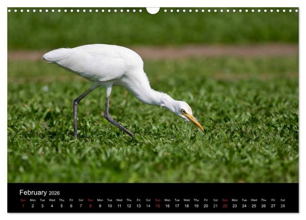 Produktbild: World of Heron (Wall Calendar 2026 DIN A3 landscape), CALVENDO 12 Month Wall Calendar