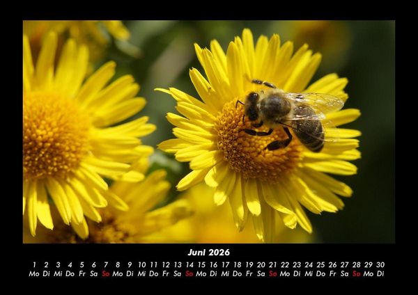 Produktbild: Bien 2026 Fotokalender DIN A3