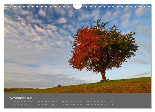 Produktbild: B&auml;ume (Wandkalender 2026 DIN A4 quer), CALVENDO Monatskalender