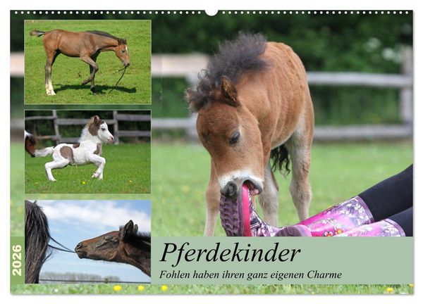 Pferdekinder - Fohlen haben ihren ganz eigenen Charme (Wandkalender 2026 DIN A2 quer), CALVENDO Monatskalender