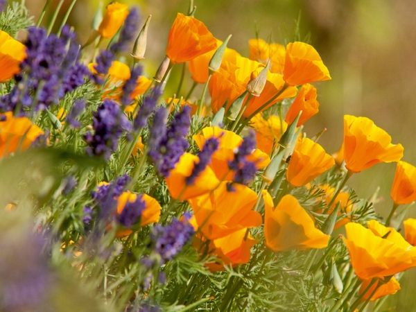 Produktbild: CALVENDO Puzzle Lavendel und Goldmohn | 1000 Teile Lege-Gr&ouml;&szlig;e 64x48cm Foto-Puzzle f&uuml;r gl&uuml;ckliche Stunden
