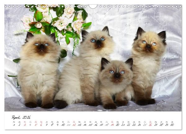 Produktbild: Katzenparade (Wandkalender 2026 DIN A3 quer), CALVENDO Monatskalender