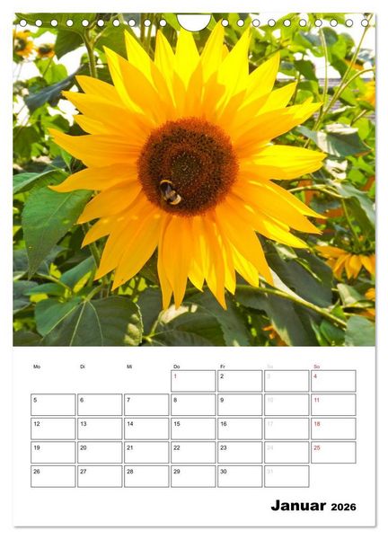 Produktbild: Strahlende Sonnenblumen (Wandkalender 2026 DIN A4 hoch), CALVENDO Monatskalender