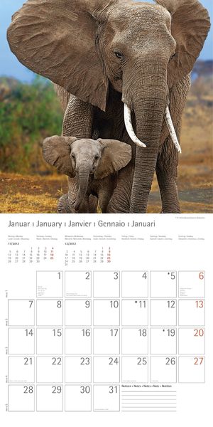Produktbild: Elefanten - T & C-Kalender 2013