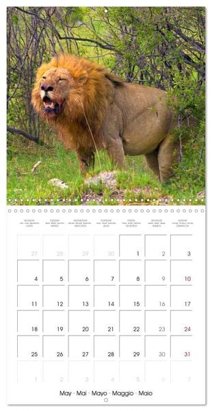 Produktbild: CATS OF AFRICA (Wall Calendar 2026 12 &times; 12 Inch) CALVENDO 12 Month Wall Calendar