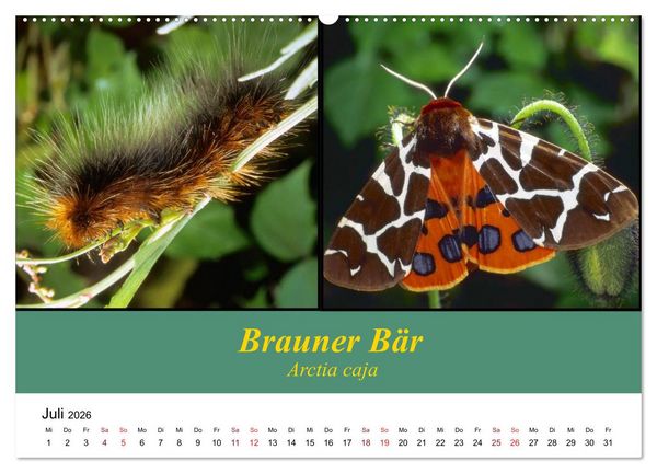Produktbild: Zwei Leben, Raupe und Schmetterling (Wandkalender 2026 DIN A2 quer), CALVENDO Monatskalender