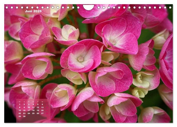 Produktbild: Himmlische Hortensien (Wandkalender 2026 DIN A4 quer), CALVENDO Monatskalender