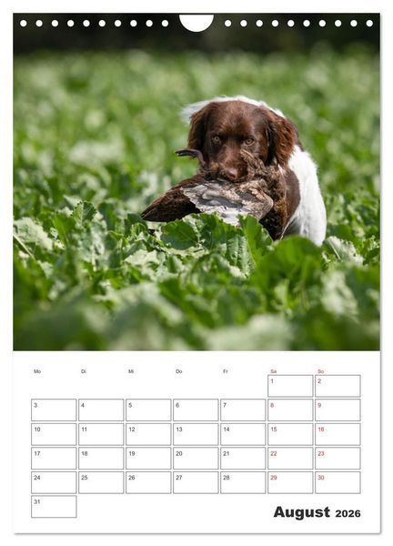 Produktbild: Geboren um zu Jagen. Der kleine M&uuml;nsterl&auml;nder (Wandkalender 2026 DIN A4 hoch), CALVENDO Monatskalender
