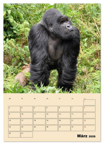 Produktbild: Gorillas (Wandkalender 2026 DIN A2 hoch), CALVENDO Monatskalender