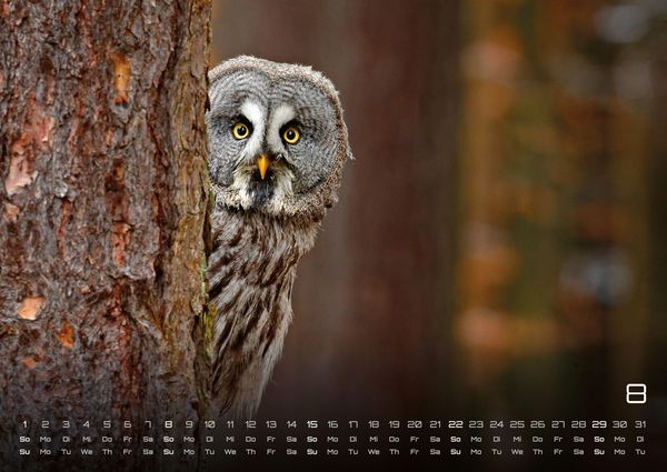 Produktbild: Eulen - W&auml;chter der Nacht - 2027 - Kalender DIN A2