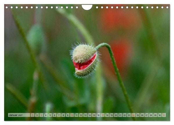 Produktbild: Voll Mohn (Wandkalender 2027 DIN A4 quer), CALVENDO Monatskalender