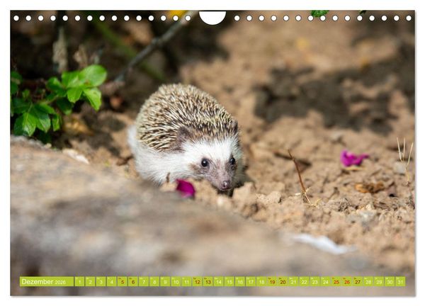 Produktbild: Atelerix - Afrikanische Wei&szlig;bauchigel (Wandkalender 2026 DIN A4 quer), CALVENDO Monatskalender