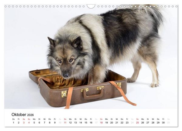 Produktbild: Der Wolfsspitz (Wandkalender 2026 DIN A3 quer), CALVENDO Monatskalender