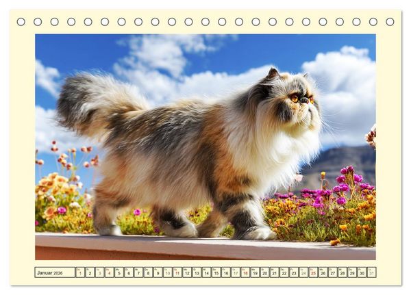 Produktbild: Perserkatzen. Zauberhaft, sanft, anh&auml;nglich und wundersch&ouml;n (Tischkalender 2026 DIN A5 quer), CALVENDO Monatskalender