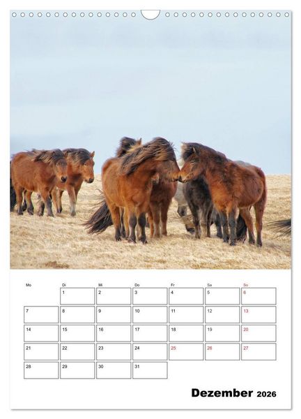 Produktbild: ISLANDPFERDE an der K&uuml;ste von Sn&aelig;fellsnes (Wandkalender 2026 DIN A3 hoch), CALVENDO Monatskalender