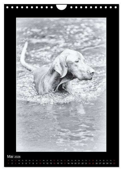 Produktbild: Vizsla-Liebe (Wandkalender 2026 DIN A4 hoch), CALVENDO Monatskalender