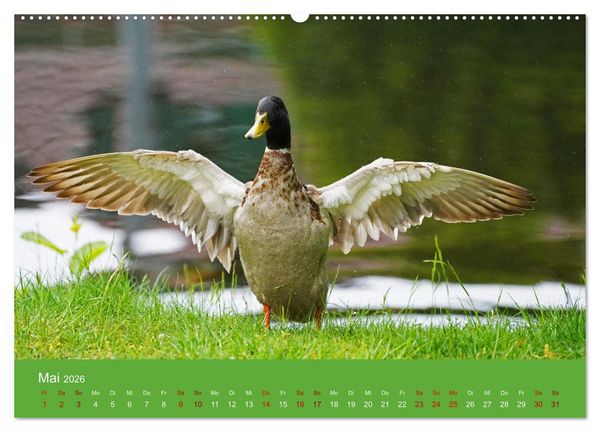 Produktbild: Faszination Enten (hochwertiger Premium Wandkalender 2026 DIN A2 quer), Kunstdruck in Hochglanz