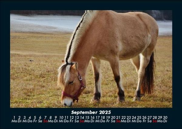 Produktbild: Pferde Kalender 2025 Fotokalender DIN A5