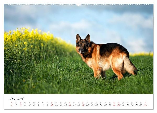 Produktbild: Deutsche Sch&auml;ferhunde - Senioren auf vier Pfoten (Wandkalender 2026 DIN A2 quer), CALVENDO Monatskalender