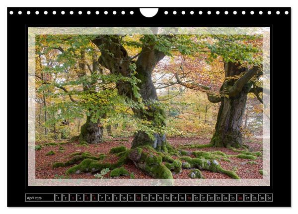 Produktbild: Zauberwald HALLOH (Wandkalender 2026 DIN A4 quer), CALVENDO Monatskalender