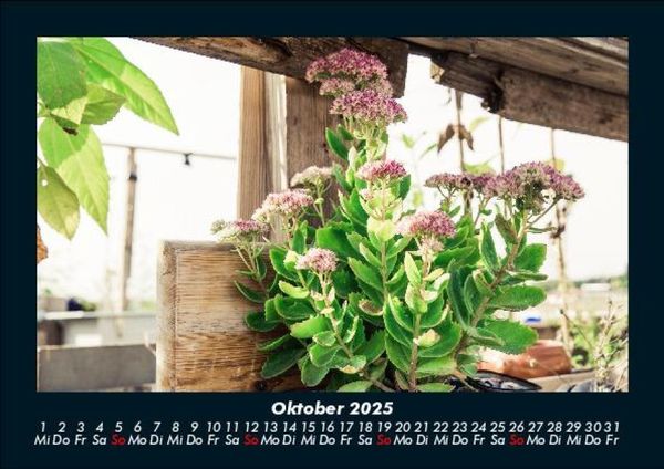 Produktbild: Blumen & Pflanzen 2025 Fotokalender DIN A5