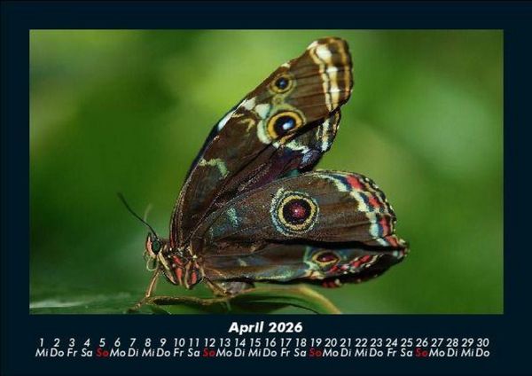 Produktbild: Bunte Pracht der Schmetterlinge 2026 Fotokalender DIN A5