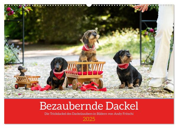 Bezaubernde Dackel (Wandkalender 2025 DIN A2 quer), CALVENDO Monatskalender