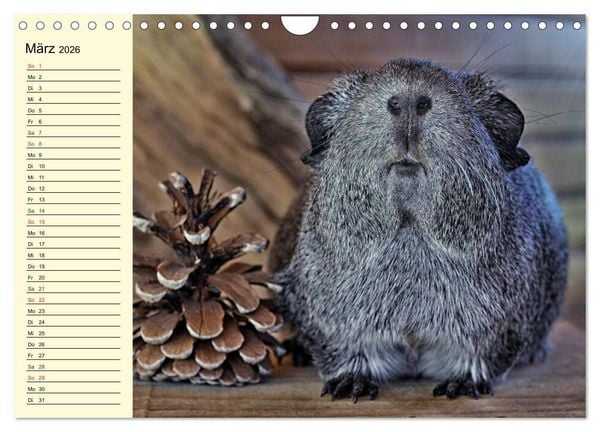 Produktbild: Meerschweinchen. Geliebte Nager (Wandkalender 2026 DIN A4 quer), CALVENDO Monatskalender