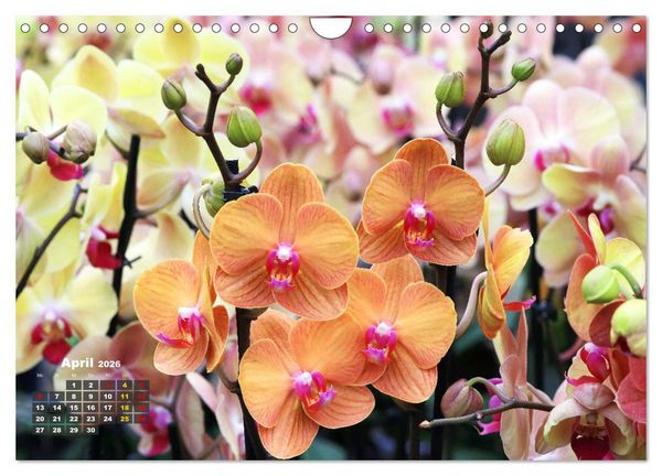 Produktbild: Pr&auml;chtige Orchideen (Wandkalender 2026 DIN A4 quer), CALVENDO Monatskalender