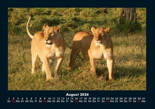 Produktbild: L&ouml;wen in der Wildnis 2026 Fotokalender DIN A4