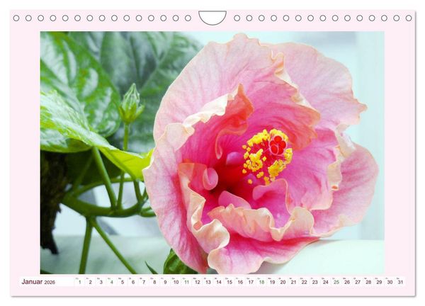 Produktbild: Wundersch&ouml;ne Malven (Wandkalender 2026 DIN A4 quer), CALVENDO Monatskalender