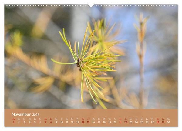 Produktbild: Der Zauber steckt immer im Detail (Wandkalender 2026 DIN A2 quer), CALVENDO Monatskalender
