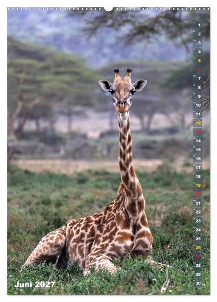 Produktbild: Giraffen - Anmut und Sanftheit (hochwertiger Premium Wandkalender 2027 DIN A2 hoch), Kunstdruck in Hochglanz