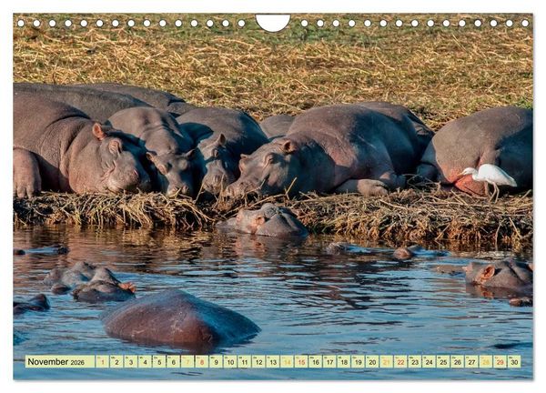 Produktbild: Flusspferde - gem&uuml;tlich gef&auml;hrlich (Wandkalender 2026 DIN A4 quer), CALVENDO Monatskalender