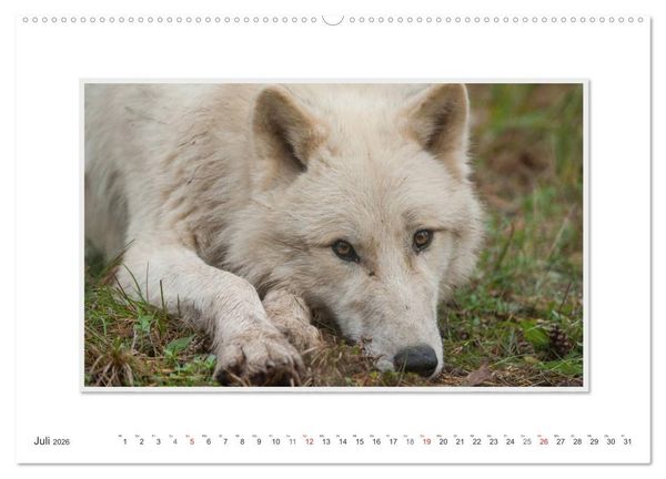 Produktbild: Emotionale Momente: Polarw&ouml;lfe. / CH-Version (Wandkalender 2026 DIN A2 quer), CALVENDO Monatskalender