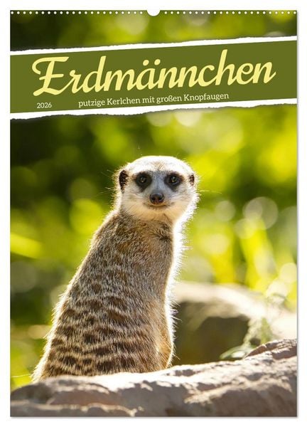 Produktbild: Erdm&auml;nnchen, putzige Kerlchen mit gro&szlig;en Knopfaugen (Wandkalender 2026 DIN A2 hoch), CALVENDO Monatskalender