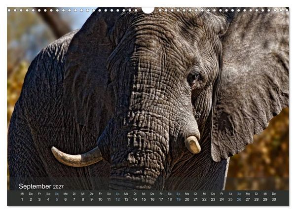 Produktbild: Elefanten (Wandkalender 2027 DIN A3 quer), CALVENDO Monatskalender