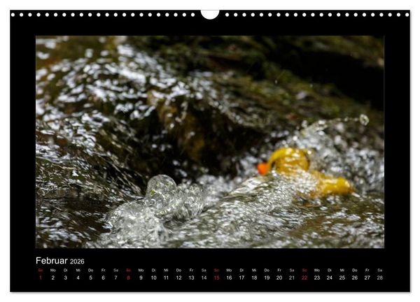 Produktbild: Enten-Rennen (Wandkalender 2026 DIN A3 quer), CALVENDO Monatskalender