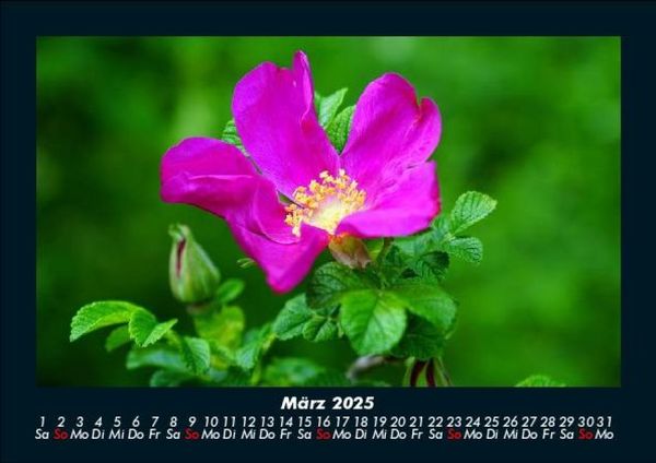 Produktbild: Rosen-Kalender 2025 Fotokalender DIN A5