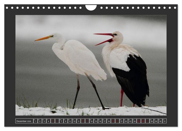 Produktbild: Winterzauber - Tiere in Eis und Schnee (Wandkalender 2026 DIN A4 quer), CALVENDO Monatskalender