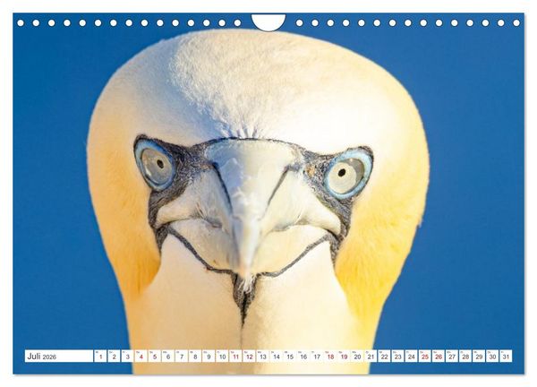Produktbild: Basst&ouml;lpel - Helgolands faszinierende V&ouml;gel (Wandkalender 2026 DIN A4 quer), CALVENDO Monatskalender